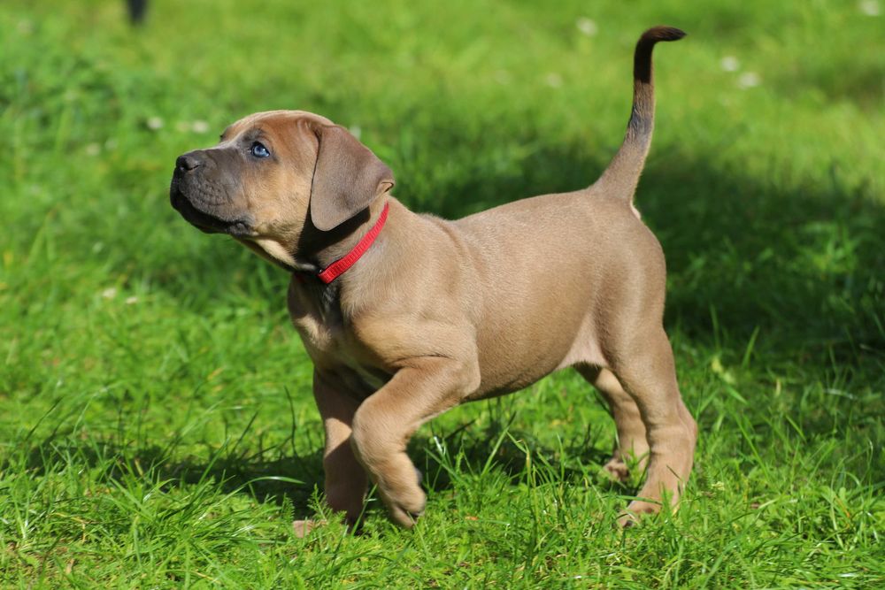 Suczka Formentino Cane Corso FCI