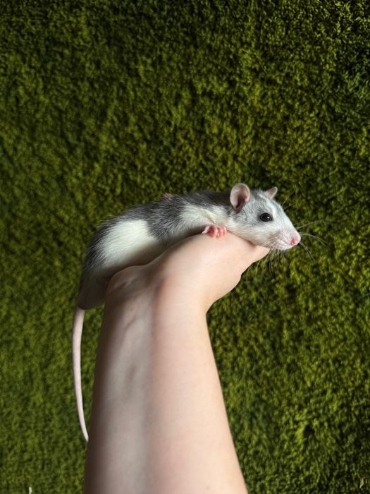 Криски Пацюки Дамбо маленькі