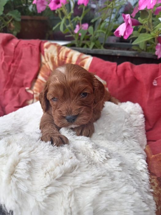 Cavapoo do rezerwacji