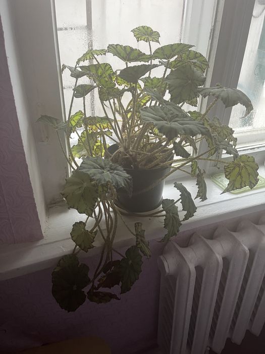 Вазончик Бегонія