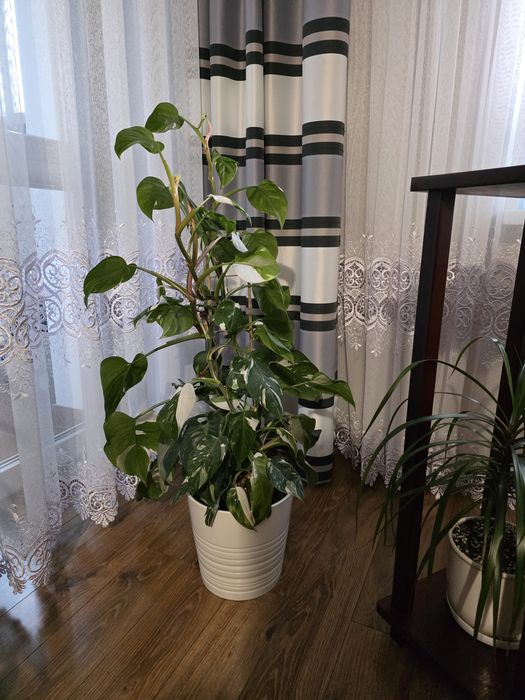 Filodendron white princess , duzy zadbany okaz ok 100cm