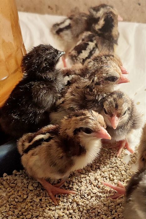 Бентамки суточні і більші