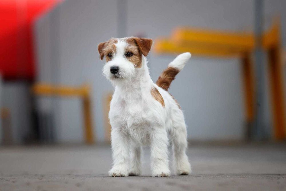 Jack Russell Terrier FCI ZKwP piesek suczka