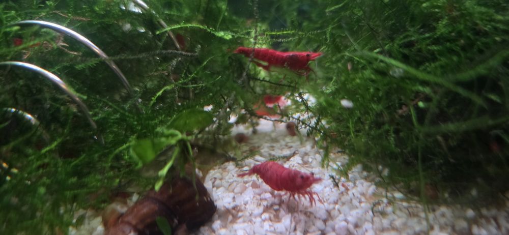 Neocaridina Bloody Mary, Painted Red Fire - Matrizes Importadas e Selecionadas