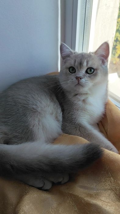 Шотландська золота шиншила прямовухий котик колір голубе золото ау11