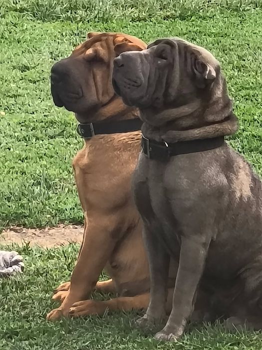 Piękne szczenięta Shar Pei