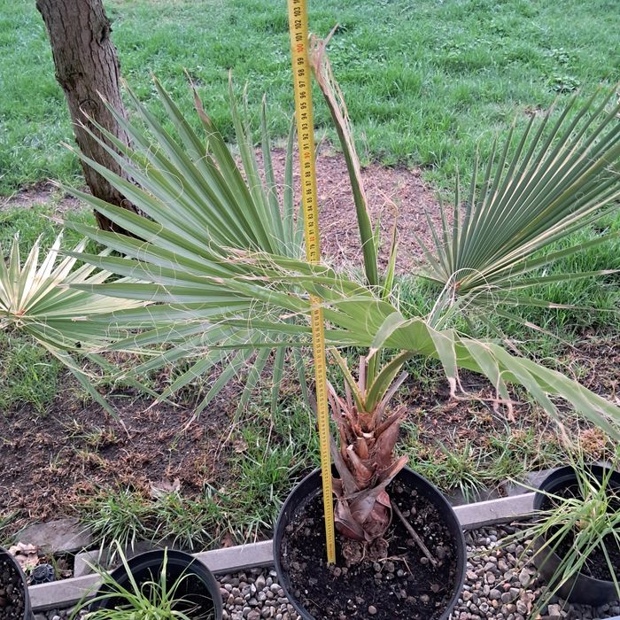 Palma mrozoodporna waszyngtonia washingtonia 80-100cm zimowana