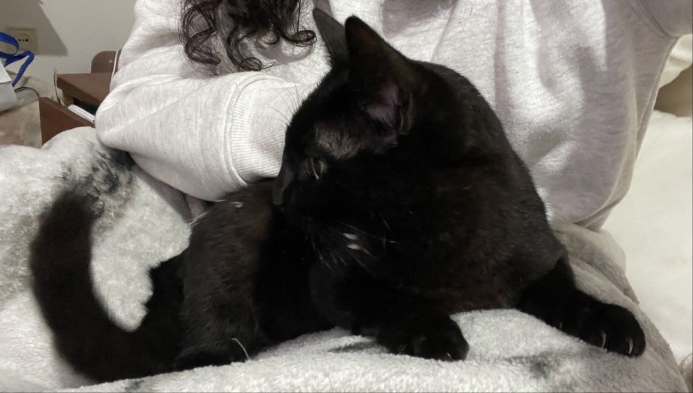 Doação responsável – Dois gatinhos machos muito mansinhos