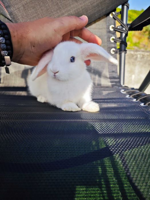 Coelhinhos anão Holland Lop 2 Meses