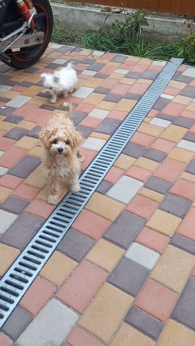 Девочка мальтипу ф1