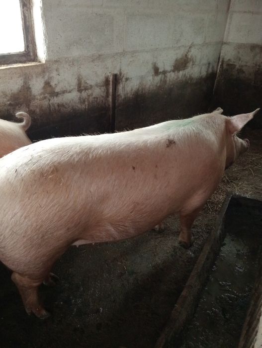 Продам порісну свиноматку