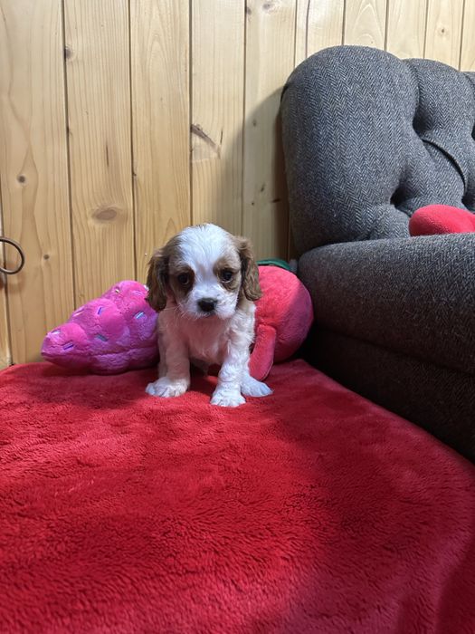 Cavalier king charles
