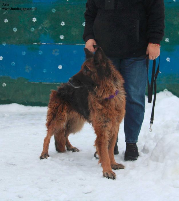 Aria, kochana sunia szuka domku