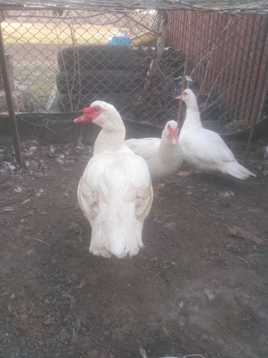 В продажу мускуcнi качури для обновления кровi