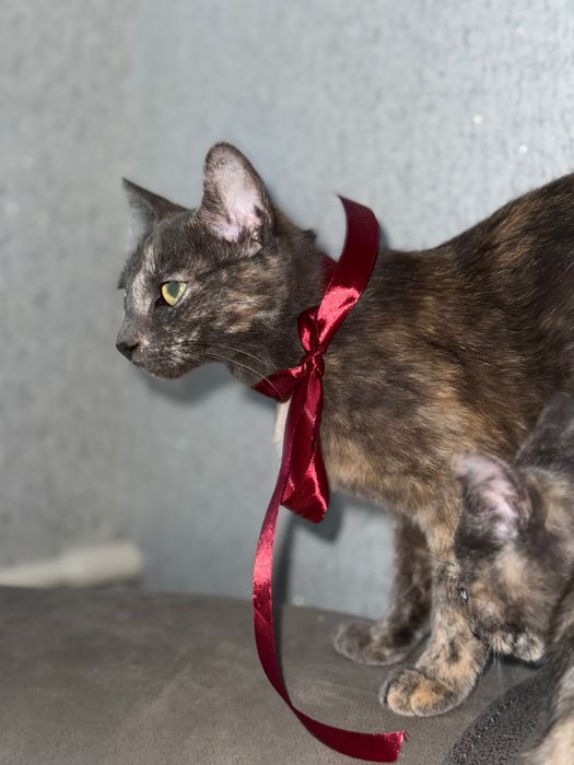 Надвірна, Кицька шукає своїх господарів:)