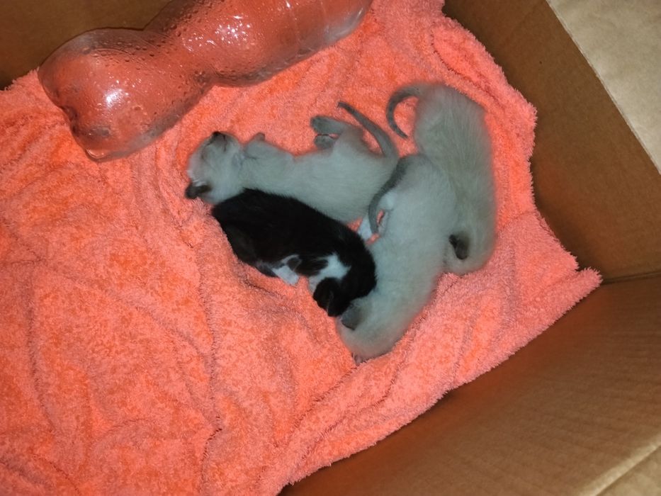 Gatinhos bebés para adoção urgente!!