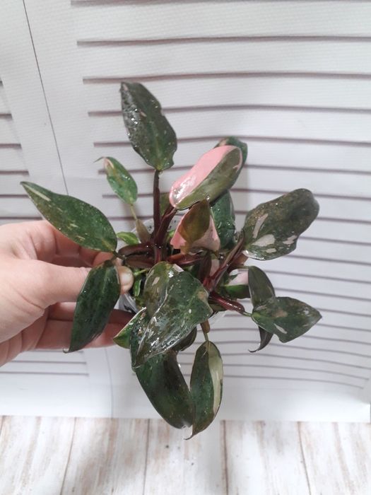 Филодендрон Розовая принцесса