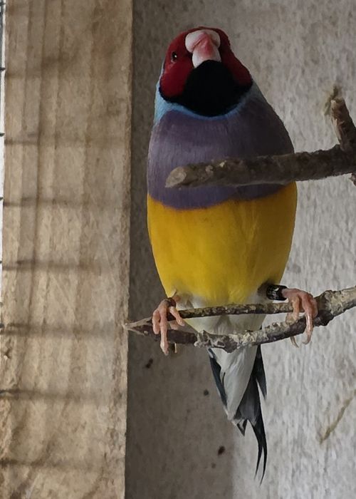 Diamantes de gould