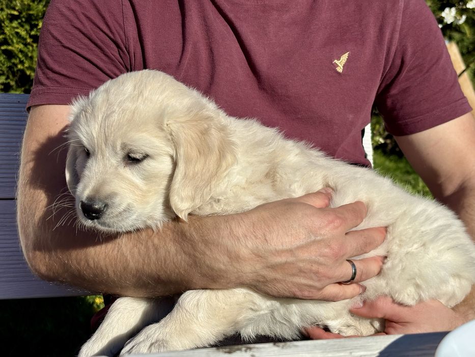 Szczeniak Golden Retriever rodowód gotowe do odbioru