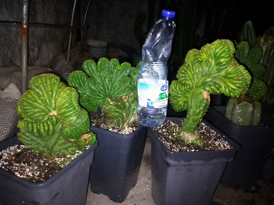 Cacto San Pedro cristata / monstruos