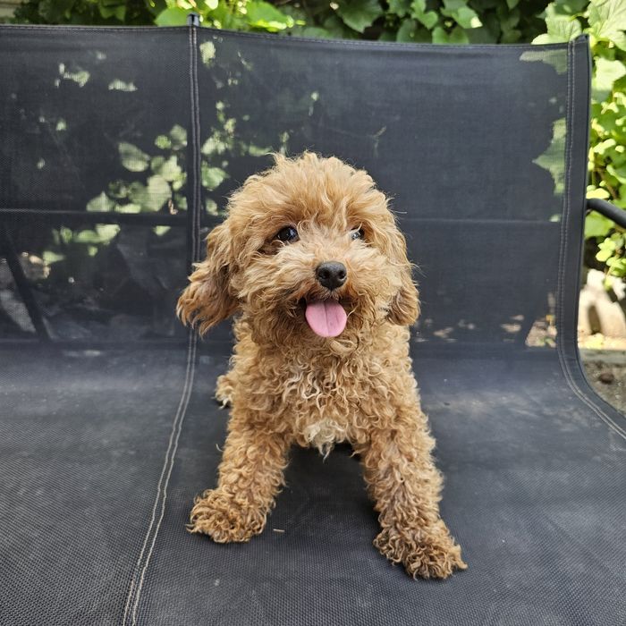 Дівчятка і хлопчики мальтипу ф1 готові до переїзду вакциновані