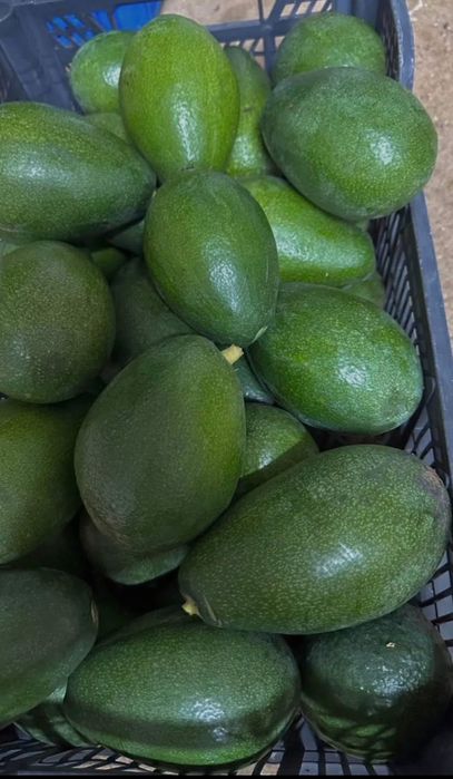 Vendo abacates biológicos