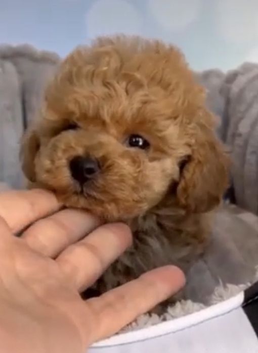 Зіронька той пудель, красотка