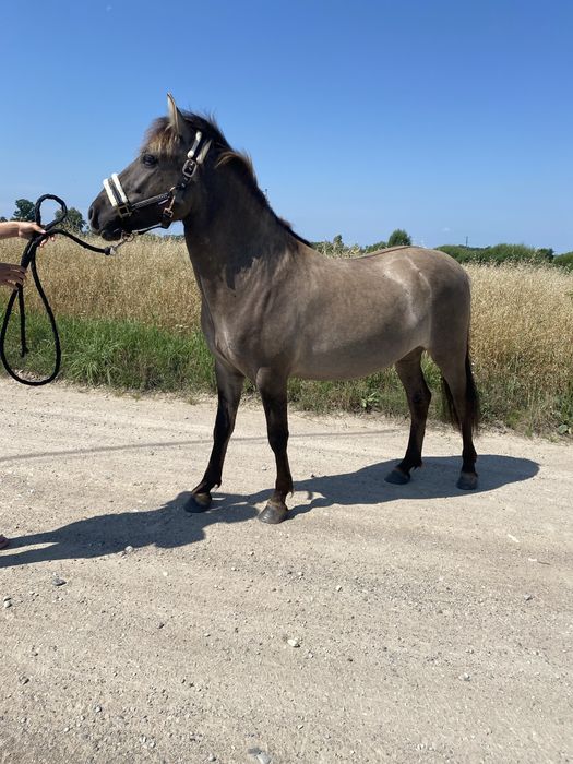 Konik polski wałaszek.