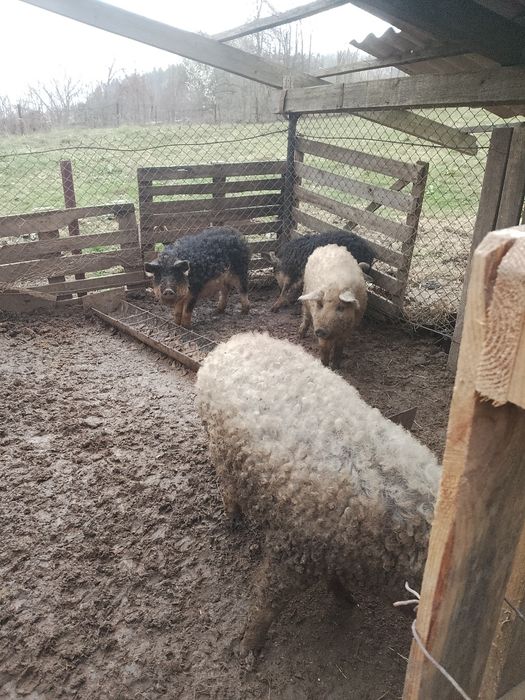 Мангали свині молоді