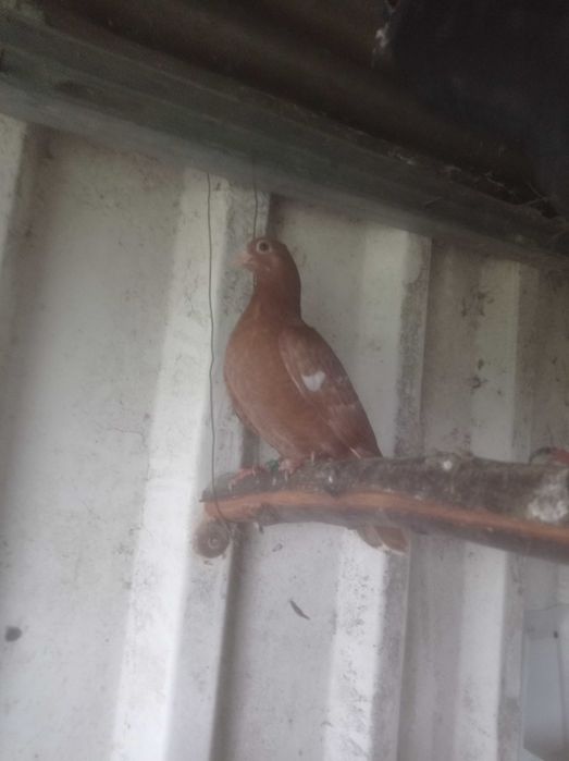 Vendo pombas da raça cambalhota