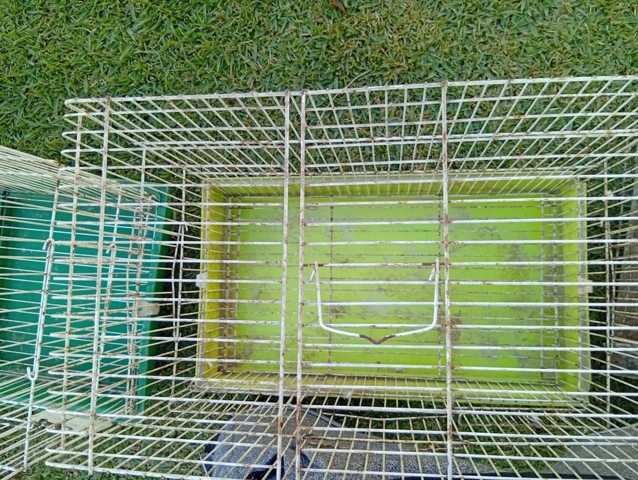 Troco por aves do meu interesse