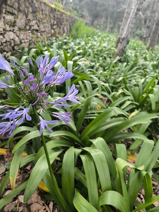 Agapanthus azul em vaso