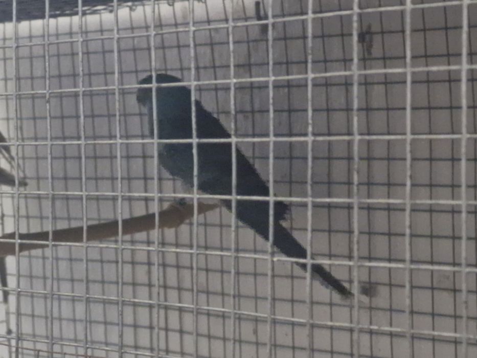 Red rumped para troca