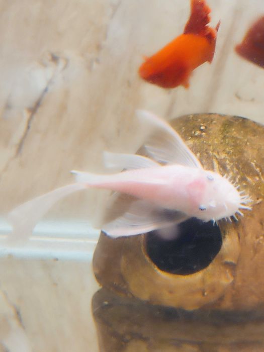 Ancistrus L-144 Snow White