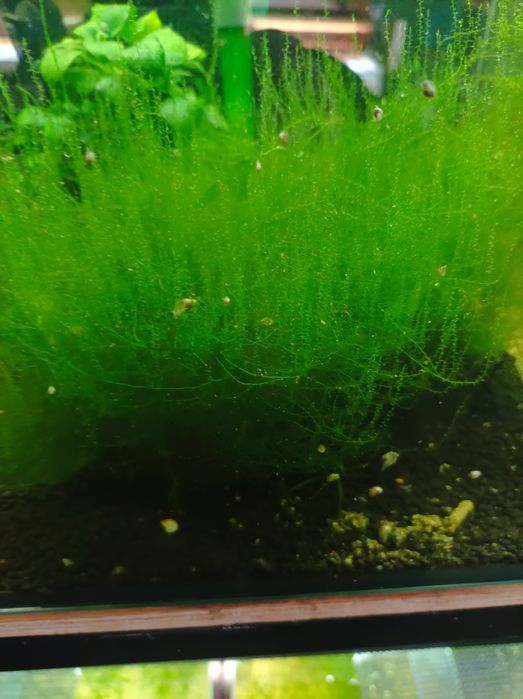 Musgo de Java  (porção)