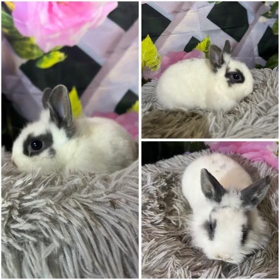 Karzełki Teddy Mini