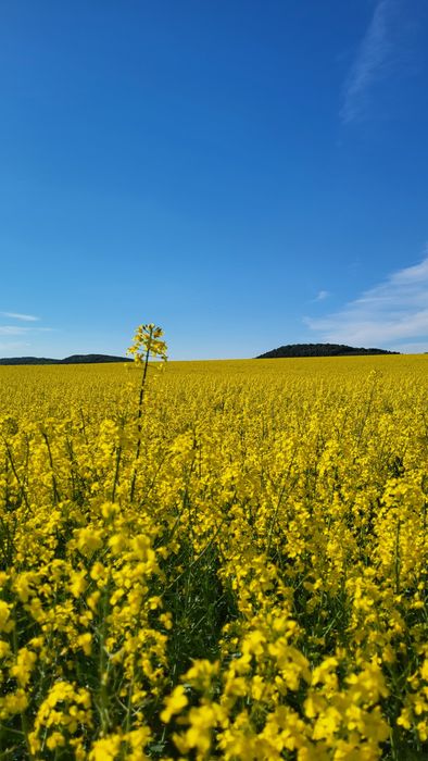 Мед натуральний, мед, мед ріпаковий