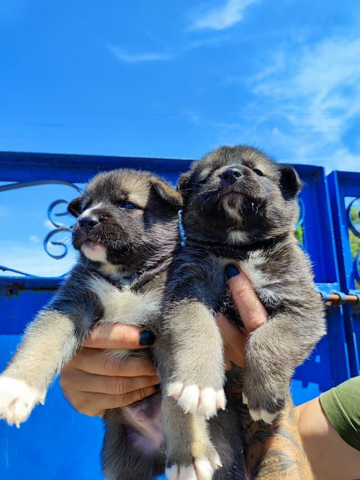 Американська акіта - продам