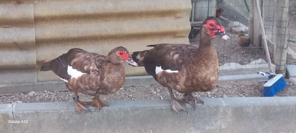 Casal de patos mudos chocolate