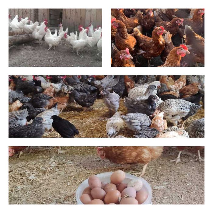 Продам кури несушки! Доставка безкоштовна. Люботин!