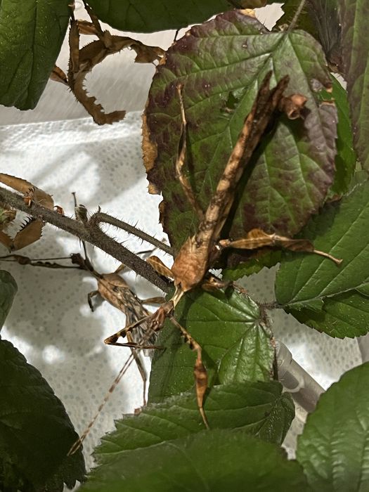 Straszyk australijski Extatosoma tiaratum samiec Imago