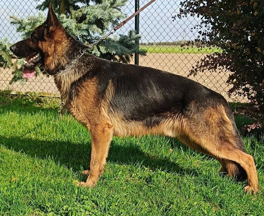 owczarek niemiecki -pies