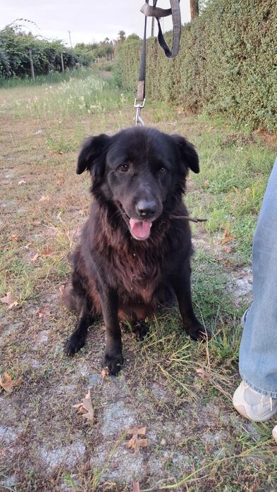 Cadelinha para adopção responsável