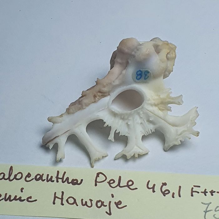 Homalocantha Pele endemik