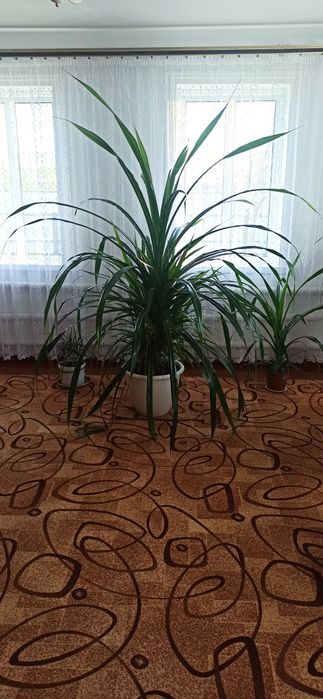 Вазон великий.                   .