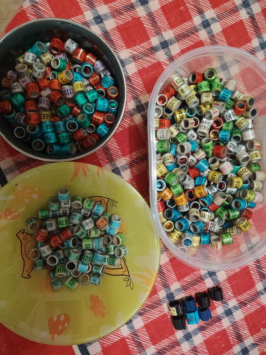 Obrączki dla gołębi