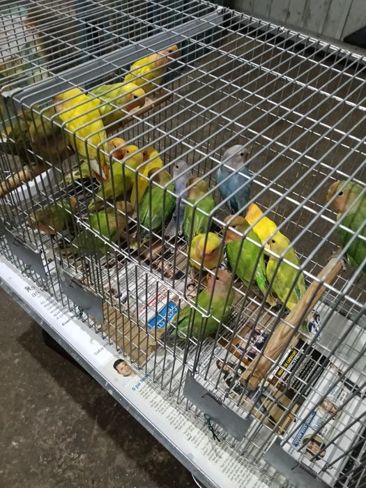 Vendo agraponis deste ano