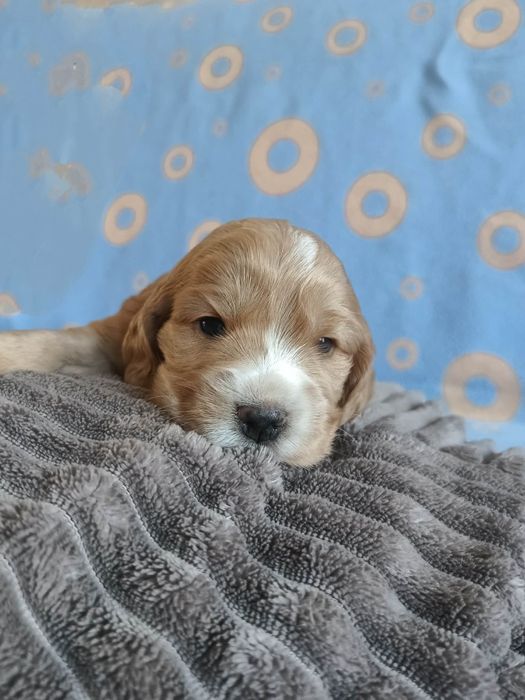 Suczka Cocker Spaniel Angielski