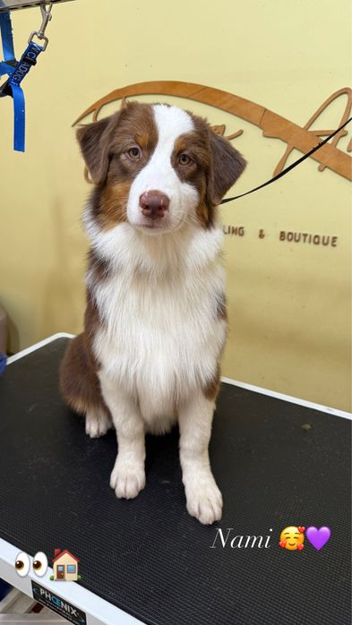 Pastor australiano com LOP