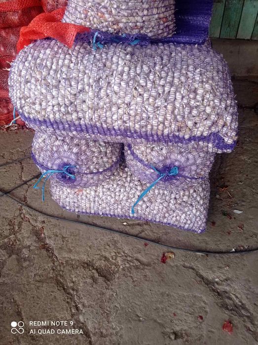 Лук севок арпажи